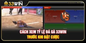 Cách Xem Tỷ Lệ Đá Gà 33WIN Trước Khi Đặt Cược